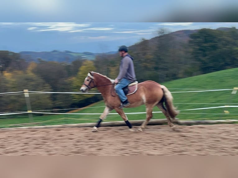 Haflinger / Avelignese Castrone 4 Anni 152 cm Sauro in Morsbach