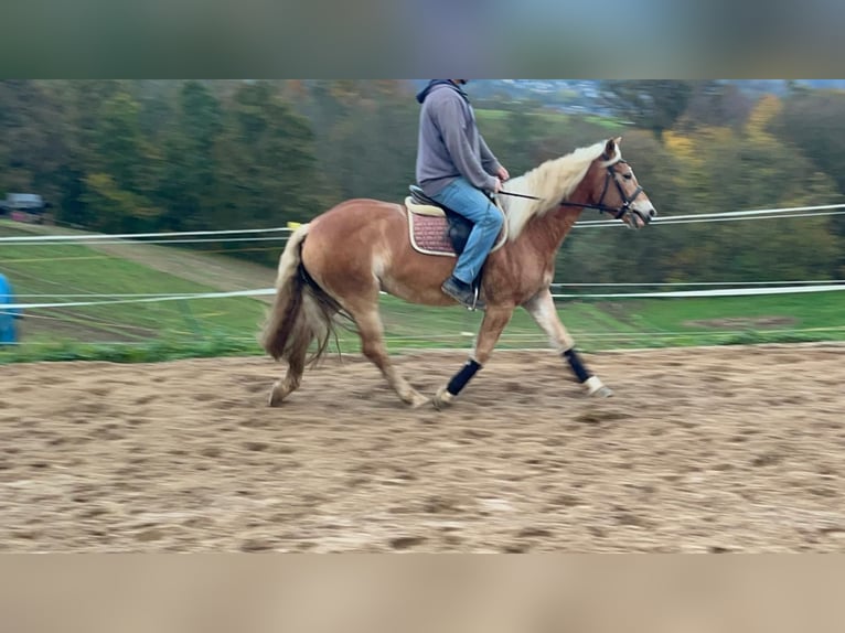 Haflinger / Avelignese Castrone 4 Anni 152 cm Sauro in Morsbach