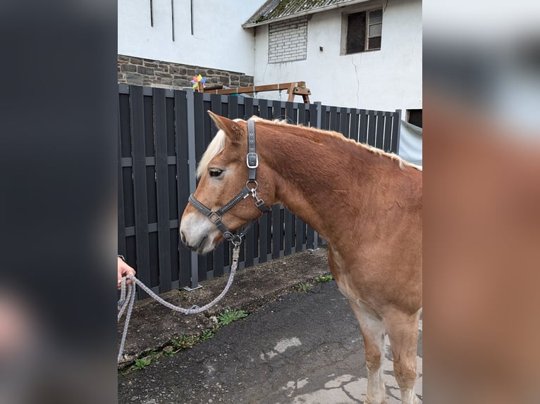 Haflinger / Avelignese Castrone 4 Anni 152 cm Sauro in Morsbach