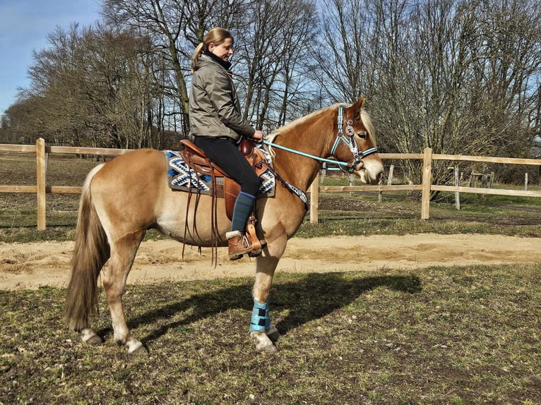 Haflinger / Avelignese Castrone 4 Anni 152 cm Sauro in Linkenbach