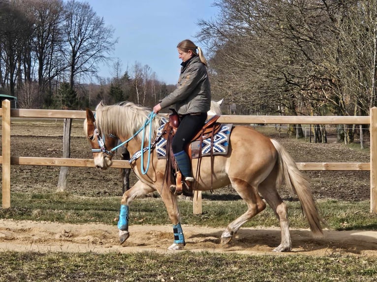 Haflinger / Avelignese Castrone 4 Anni 152 cm Sauro in Linkenbach