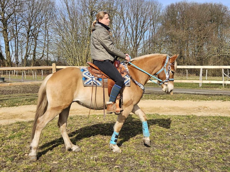 Haflinger / Avelignese Castrone 4 Anni 152 cm Sauro in Linkenbach