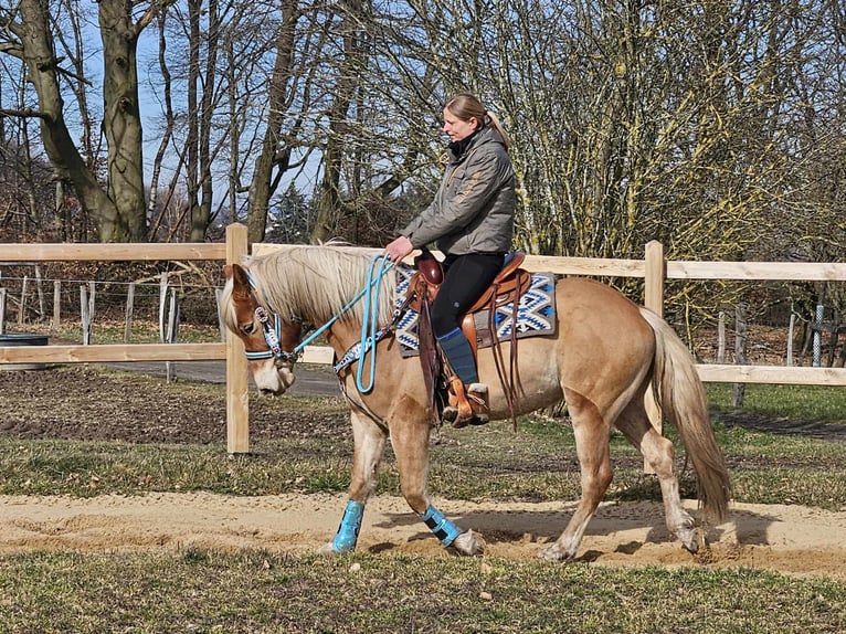 Haflinger / Avelignese Castrone 4 Anni 152 cm Sauro in Linkenbach