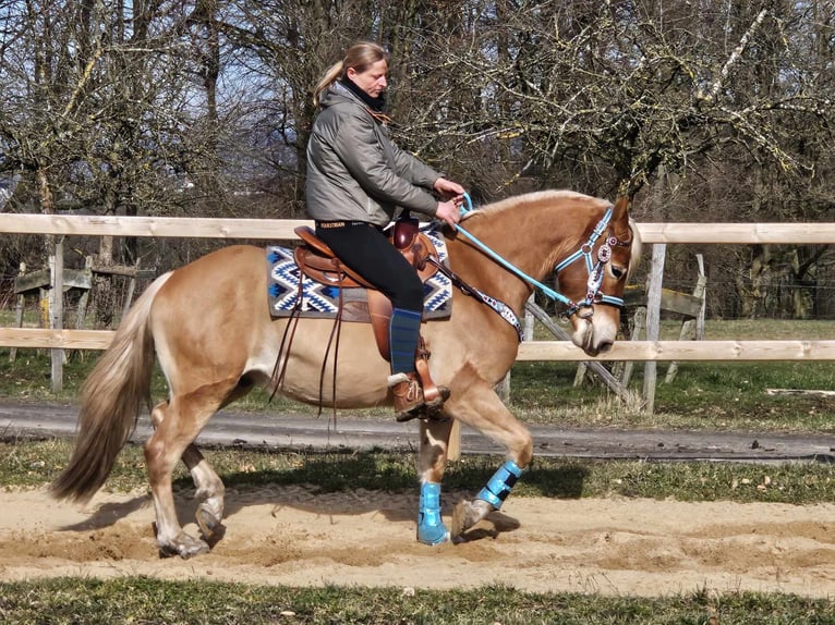 Haflinger / Avelignese Castrone 4 Anni 152 cm Sauro in Linkenbach