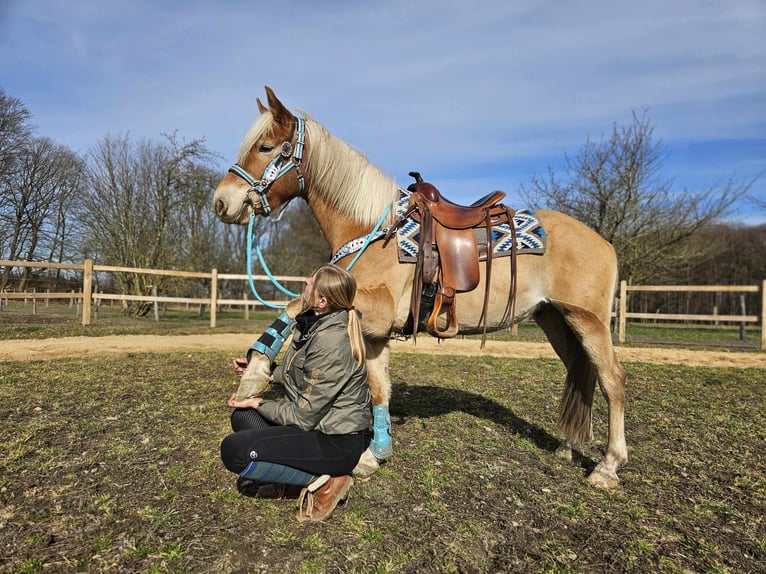 Haflinger / Avelignese Castrone 4 Anni 152 cm Sauro in Linkenbach