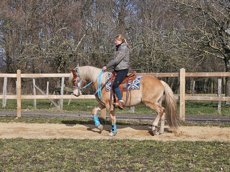 Haflinger / Avelignese Castrone 4 Anni 152 cm Sauro in Linkenbach