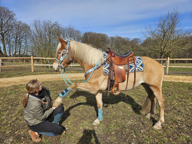 Haflinger / Avelignese Castrone 4 Anni 152 cm Sauro in Linkenbach