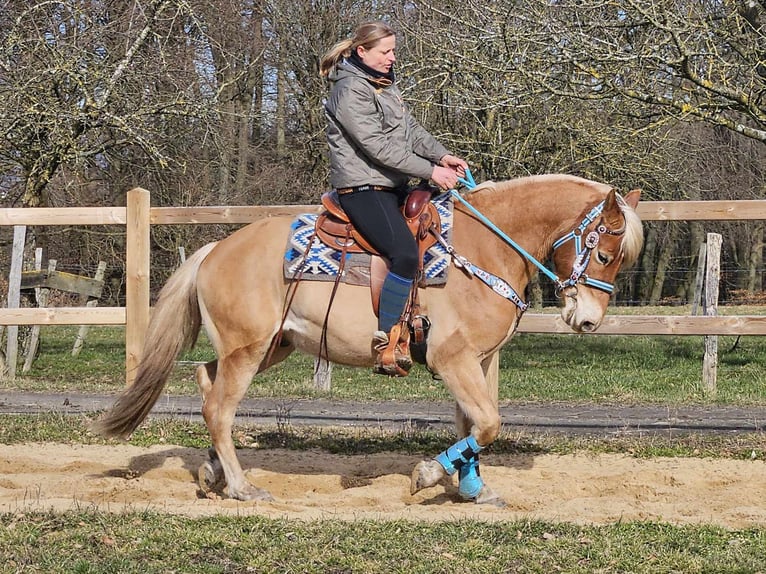 Haflinger / Avelignese Castrone 4 Anni 152 cm Sauro in Linkenbach