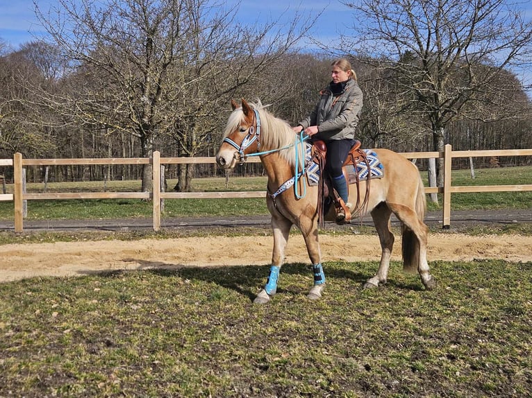 Haflinger / Avelignese Castrone 4 Anni 152 cm Sauro in Linkenbach