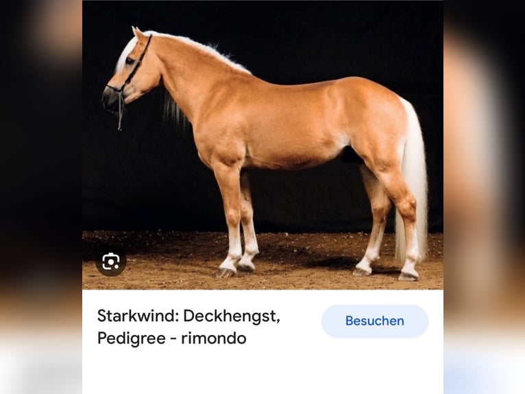 Haflinger / Avelignese Castrone 4 Anni 157 cm Sauro ciliegia in Mindelheim