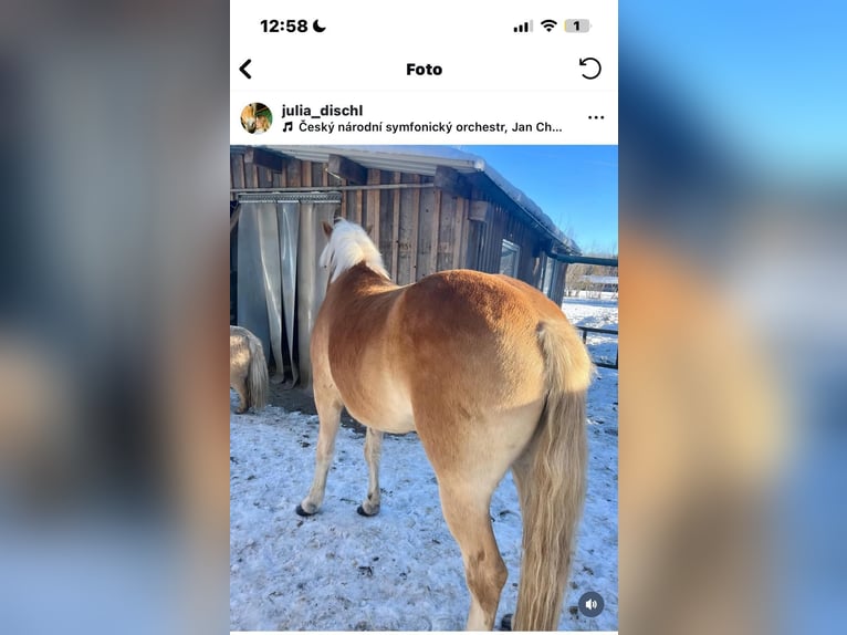 Haflinger / Avelignese Castrone 4 Anni 157 cm Sauro ciliegia in Mindelheim