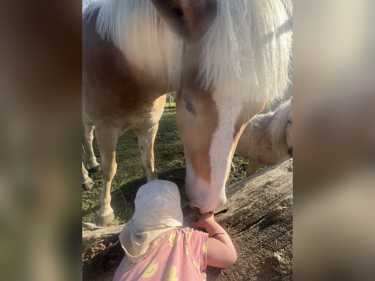 Haflinger / Avelignese Castrone 4 Anni 157 cm Sauro ciliegia in Mindelheim