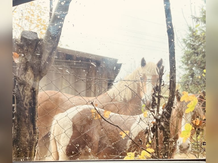 Haflinger / Avelignese Castrone 4 Anni 157 cm Sauro ciliegia in Mindelheim