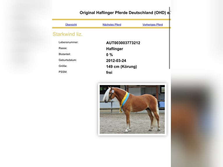 Haflinger / Avelignese Castrone 4 Anni 157 cm Sauro ciliegia in Mindelheim