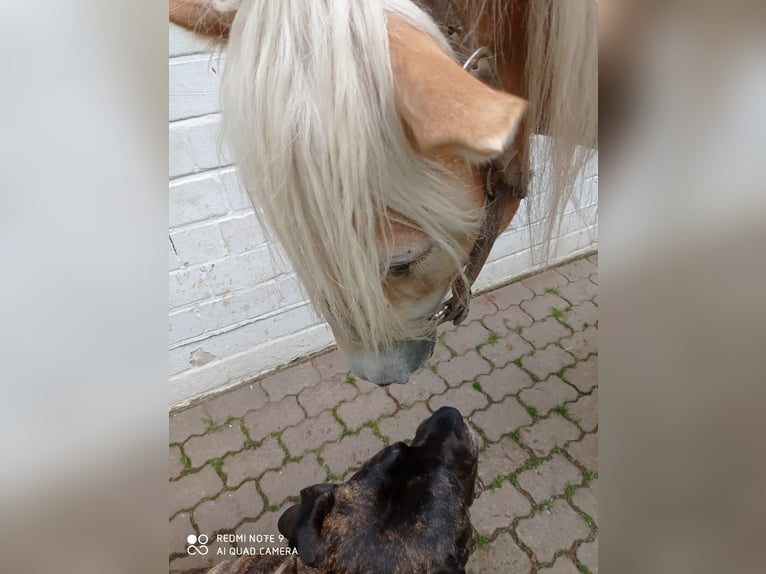 Haflinger / Avelignese Castrone 4 Anni 158 cm Sauro in Gelnhausen