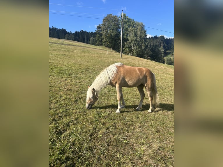 Haflinger / Avelignese Castrone 5 Anni 142 cm in St. Peter am Wechsel