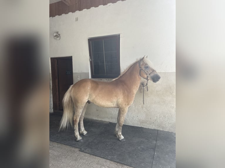 Haflinger / Avelignese Castrone 5 Anni 142 cm in St. Peter am Wechsel