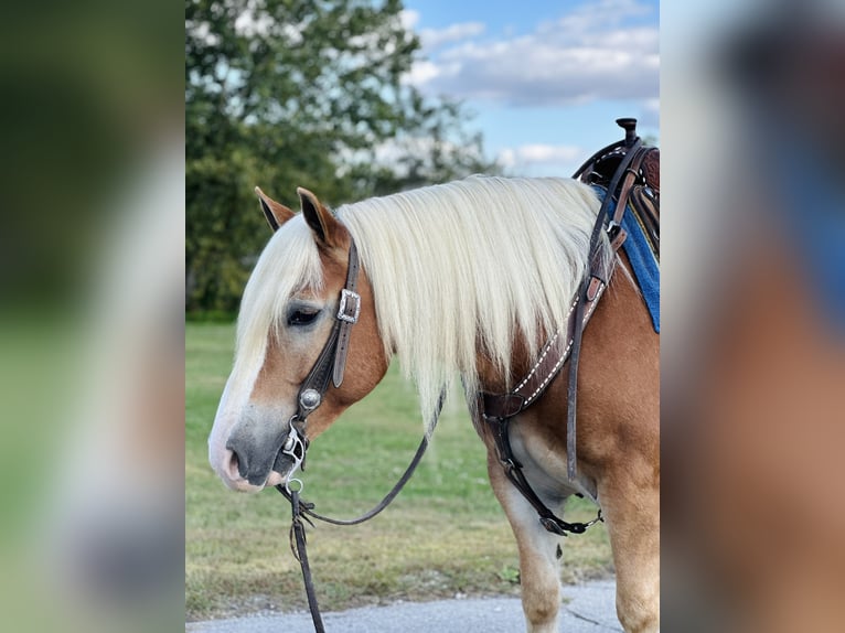 Haflinger / Avelignese Castrone 5 Anni 142 cm Sauro ciliegia in Zearing, IA