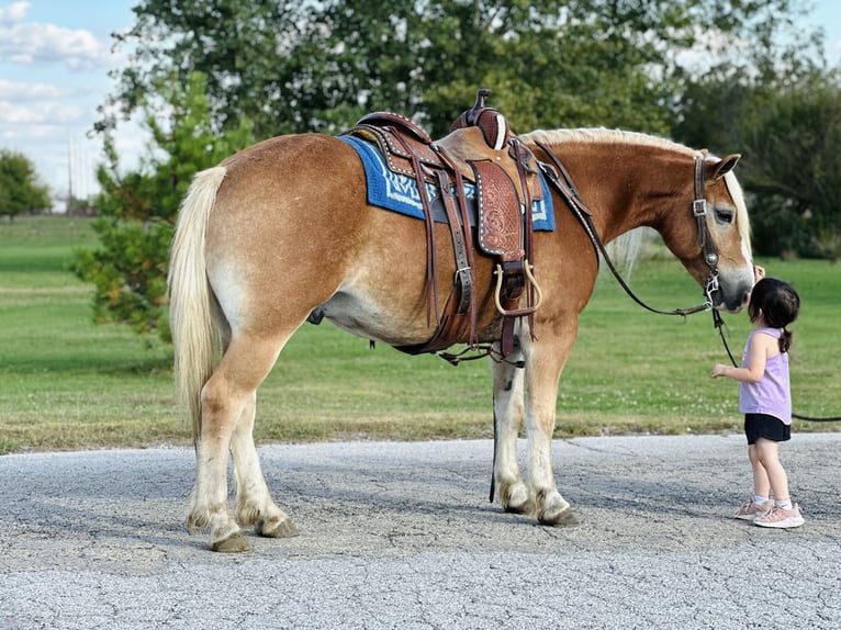 Haflinger / Avelignese Castrone 5 Anni 142 cm Sauro ciliegia in Zearing, IA