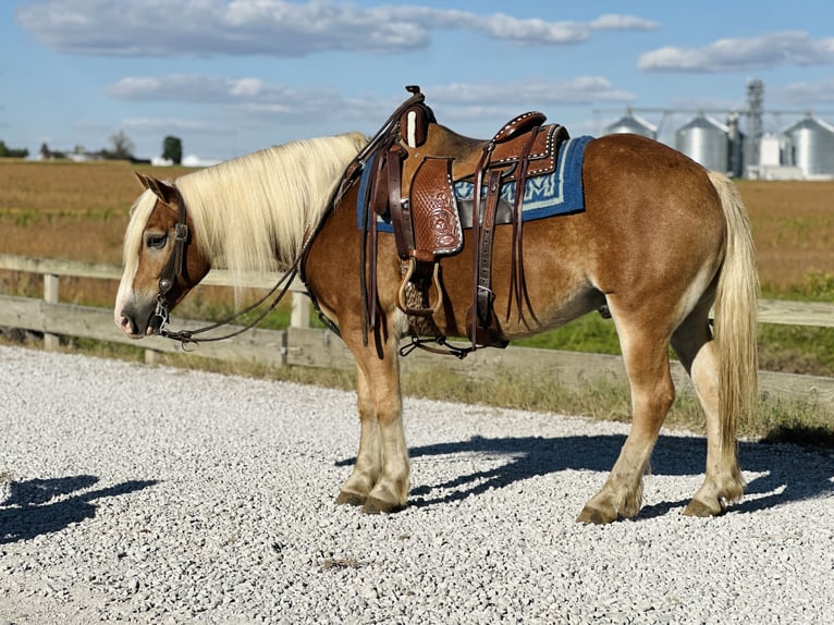 Haflinger / Avelignese Castrone 5 Anni 142 cm Sauro ciliegia in Zearing, IA