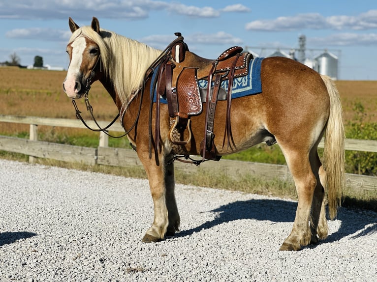 Haflinger / Avelignese Castrone 5 Anni 142 cm Sauro ciliegia in Zearing, IA