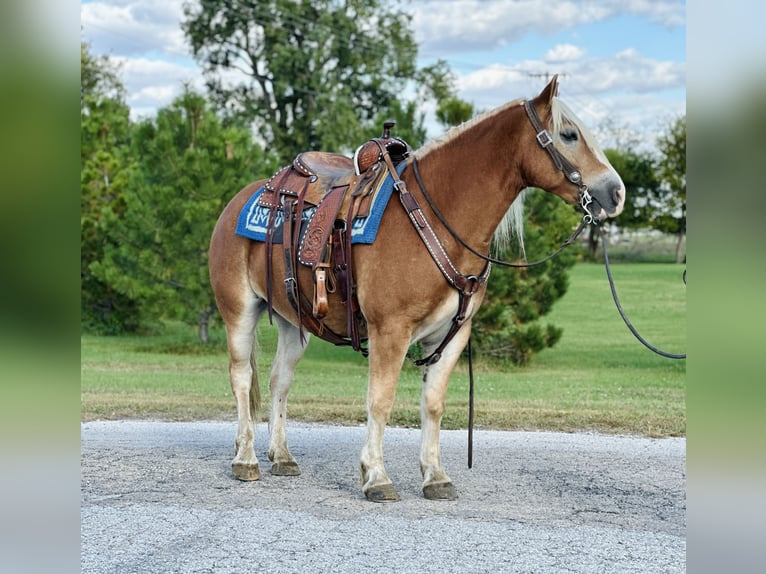 Haflinger / Avelignese Castrone 5 Anni 142 cm Sauro ciliegia in Zearing, IA