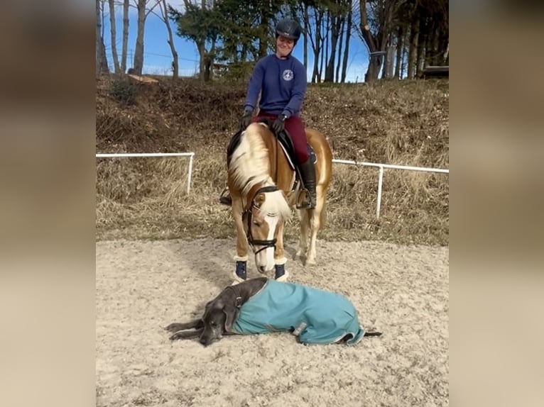 Haflinger / Avelignese Castrone 5 Anni 143 cm Sauro in Hellmons&#xF6;dt