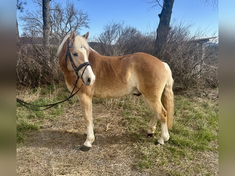 Haflinger / Avelignese Castrone 5 Anni 143 cm Sauro in Hellmons&#xF6;dt