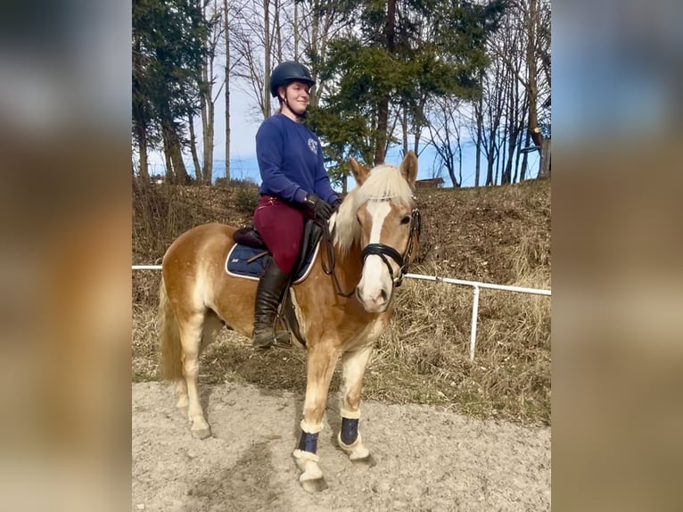 Haflinger / Avelignese Castrone 5 Anni 143 cm Sauro in Hellmons&#xF6;dt