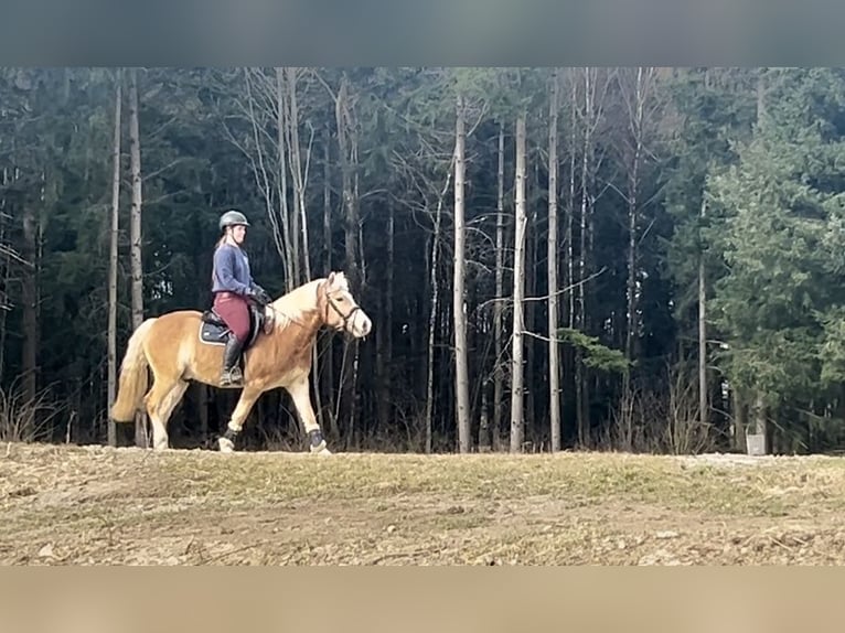 Haflinger / Avelignese Castrone 5 Anni 143 cm Sauro in Hellmons&#xF6;dt