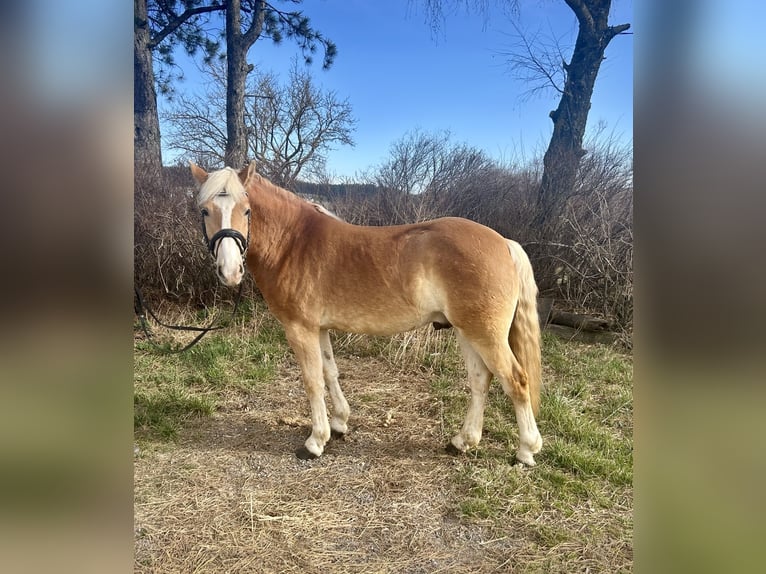 Haflinger / Avelignese Castrone 5 Anni 143 cm Sauro in Hellmons&#xF6;dt