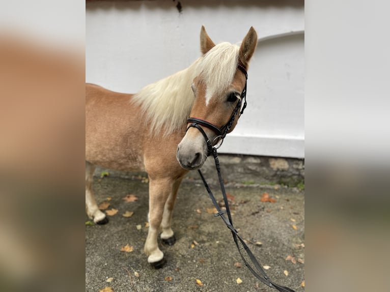 Haflinger / Avelignese Castrone 5 Anni 143 cm Sauro scuro in Szarvaskend