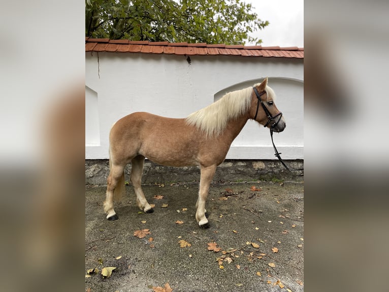 Haflinger / Avelignese Castrone 5 Anni 143 cm Sauro scuro in Szarvaskend