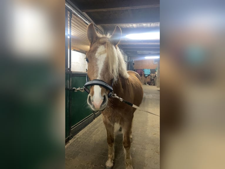 Haflinger / Avelignese Mix Castrone 5 Anni 145 cm Palomino in WiehlWiehl