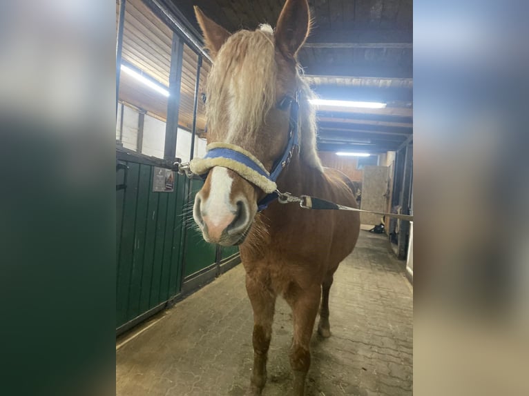 Haflinger / Avelignese Mix Castrone 5 Anni 145 cm Palomino in WiehlWiehl