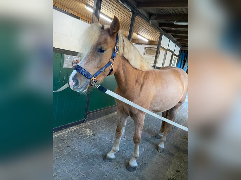 Haflinger / Avelignese Mix Castrone 5 Anni 145 cm Palomino in WiehlWiehl