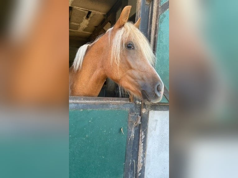 Haflinger / Avelignese Mix Castrone 5 Anni 145 cm Palomino in WiehlWiehl