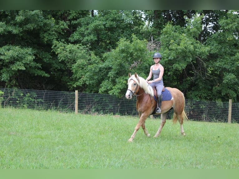 Haflinger / Avelignese Castrone 5 Anni 147 cm Sauro ciliegia in Howell MI