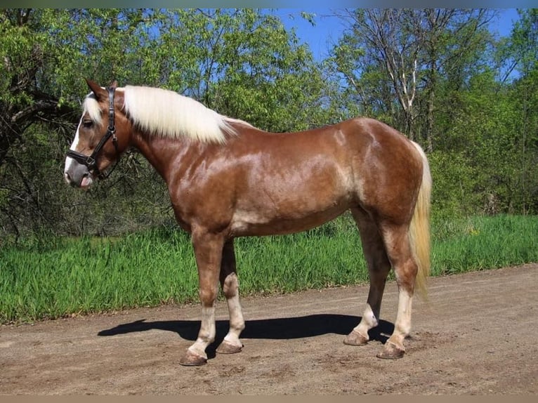 Haflinger / Avelignese Castrone 5 Anni 147 cm Sauro ciliegia in Howell MI