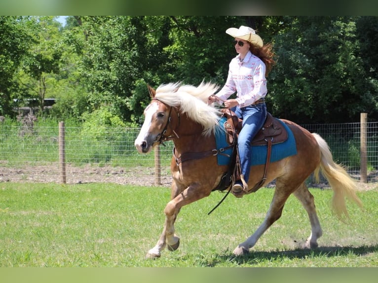 Haflinger / Avelignese Castrone 5 Anni 147 cm Sauro ciliegia in Howell MI