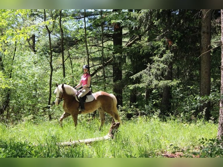 Haflinger / Avelignese Castrone 5 Anni 147 cm Sauro ciliegia in Howell MI