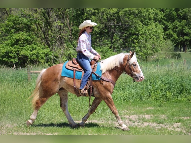 Haflinger / Avelignese Castrone 5 Anni 147 cm Sauro ciliegia in Howell MI