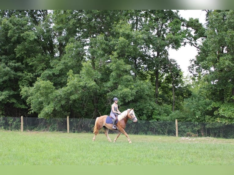 Haflinger / Avelignese Castrone 5 Anni 147 cm Sauro ciliegia in Howell MI