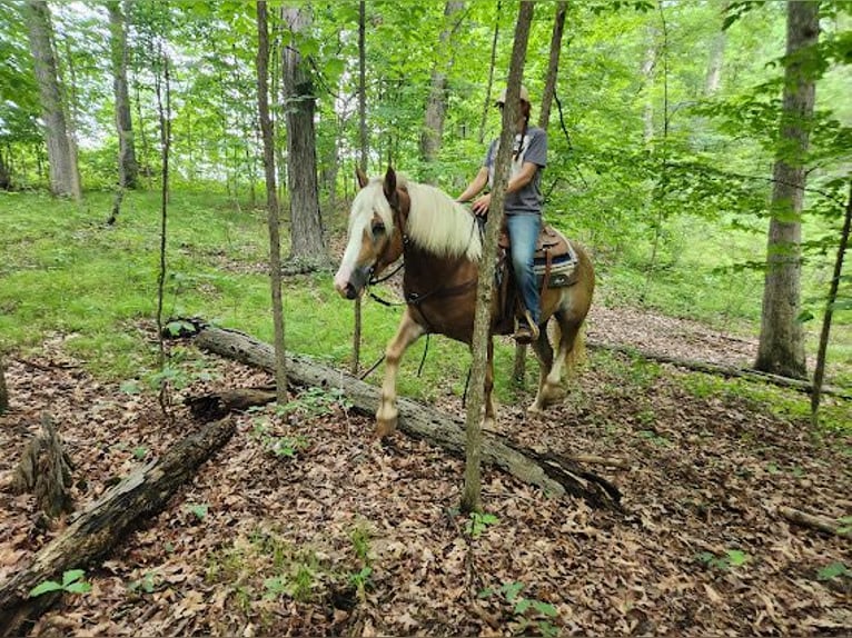 Haflinger / Avelignese Castrone 5 Anni 147 cm Sauro ciliegia in Howell MI