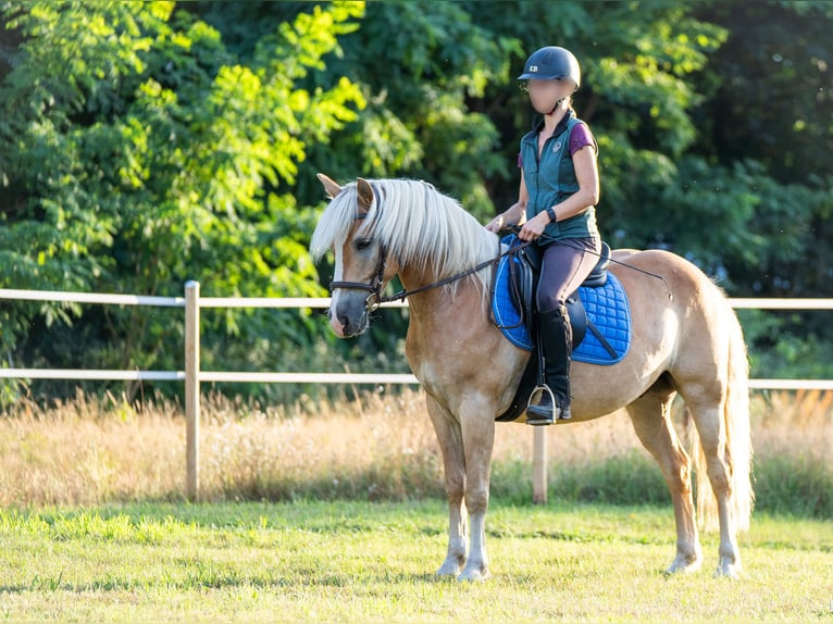 Haflinger / Avelignese Castrone 5 Anni 148 cm in Wildenbruch