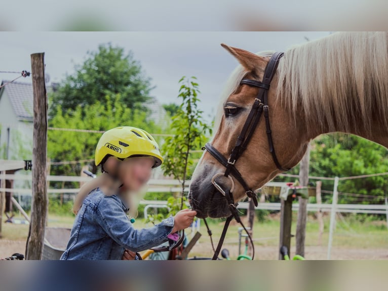 Haflinger / Avelignese Castrone 5 Anni 148 cm in Wildenbruch