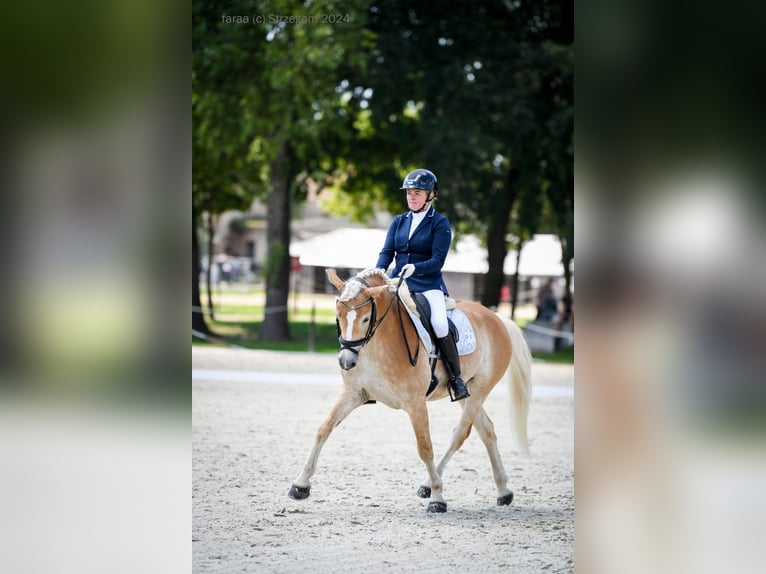 Haflinger / Avelignese Castrone 5 Anni 148 cm Palomino in Strzegom