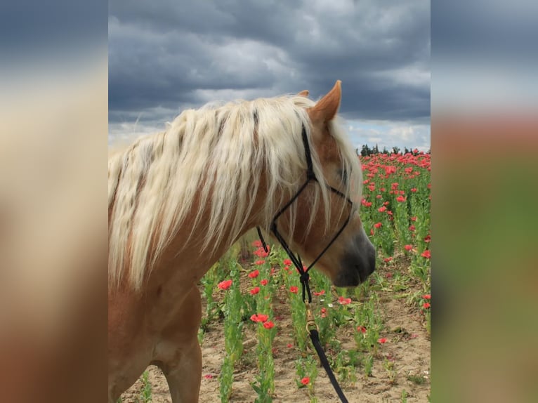 Haflinger / Avelignese Castrone 5 Anni 150 cm in Eggmanns 8