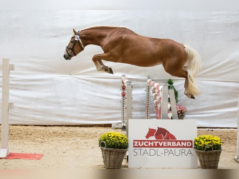 Haflinger / Avelignese Castrone 5 Anni 150 cm Sauro in Marktschellenberg