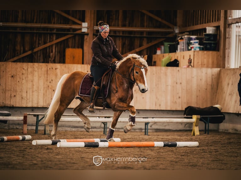 Haflinger / Avelignese Castrone 5 Anni 150 cm Sauro in Marktschellenberg